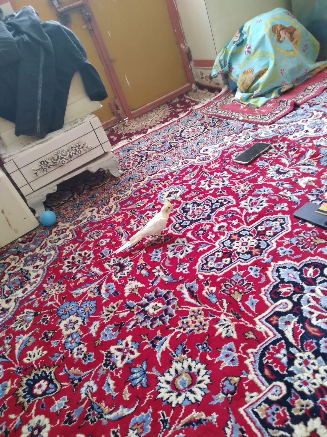 فرش عروس هلندی و قفس|فرش|زابل, |دیوار