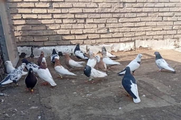 کفتر|پرنده|کرج, گلستان|دیوار