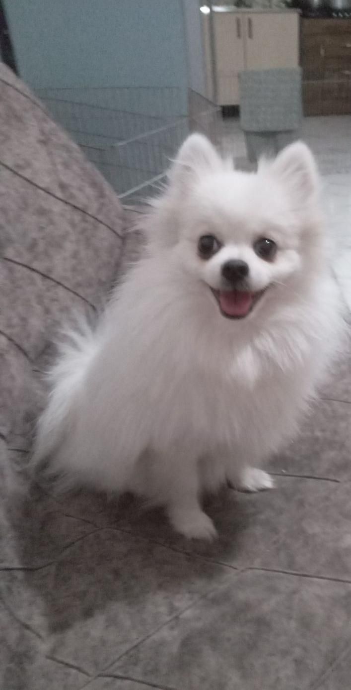 پانسیون سگ|خدمات پیشه و مهارت|چهارباغ, |دیوار