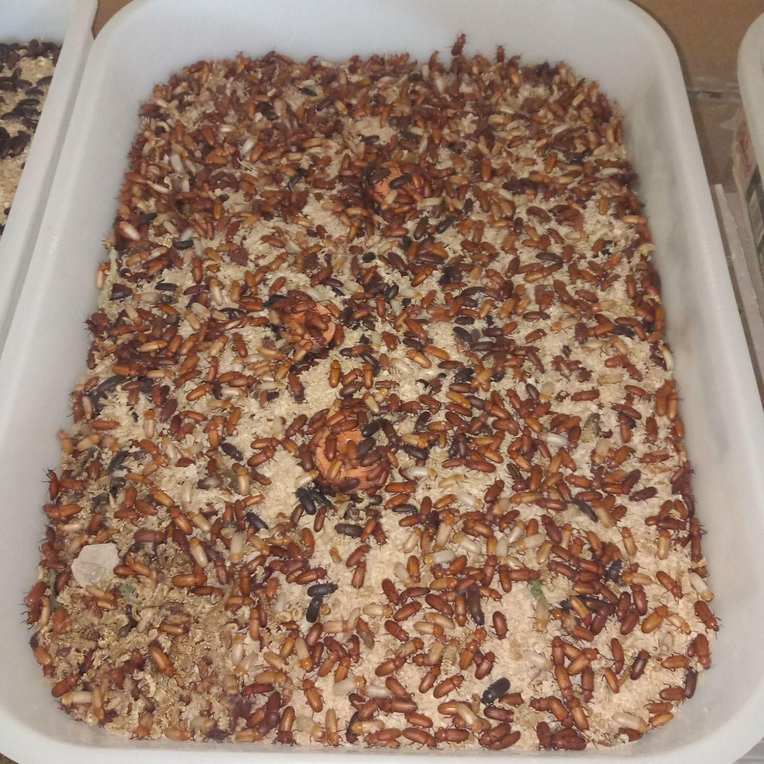 سوسک اصلاح نژاد شده وکرم میلورم|خزنده|الوند, |دیوار