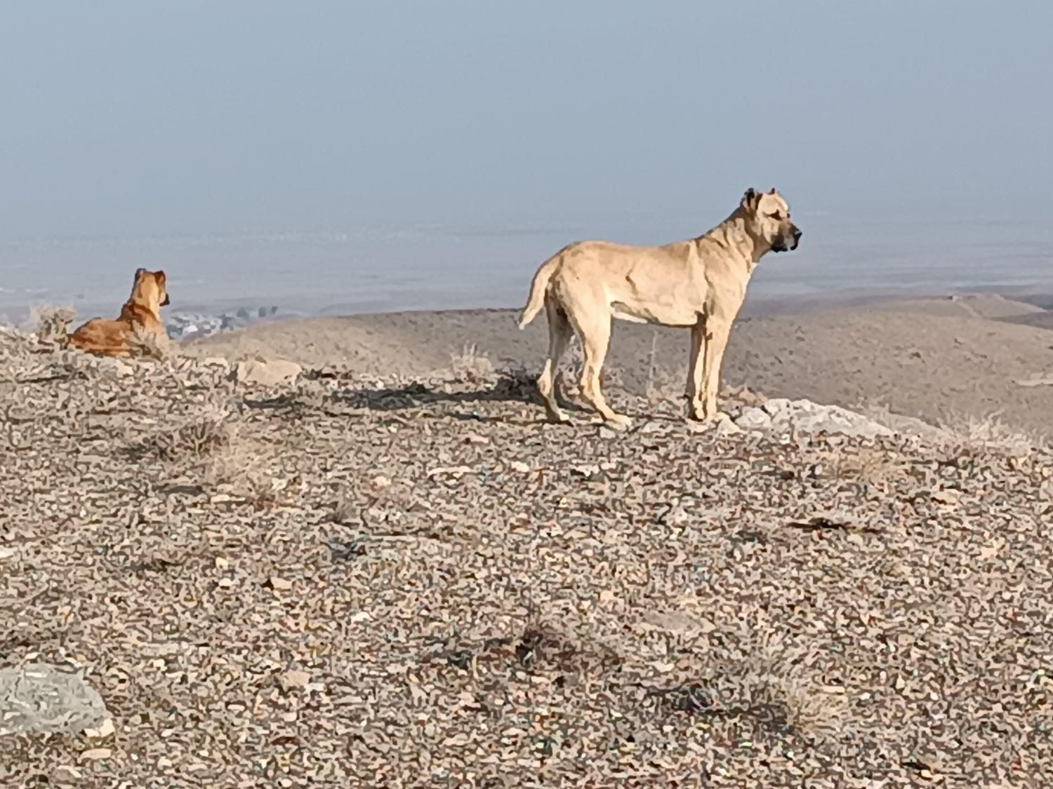سگ گمشده|حیوانات|تربت جام, میان جام|دیوار