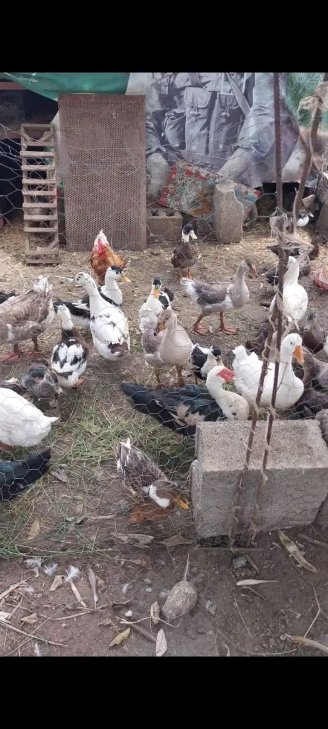اردک اسراعیلی قو قاز نیمچه اسراعیلی نیمچه محلی|حیوانات مزرعه|تالش, تالش|دیوار