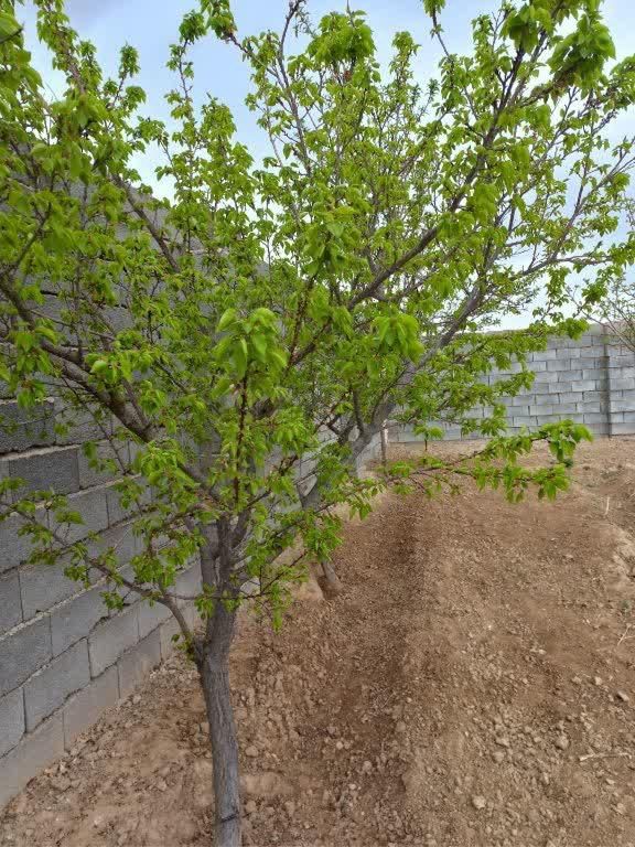باغ ۵۰۰ متری گنبدواز|فروش خانه و ویلا|مشهد, لقمانی|دیوار