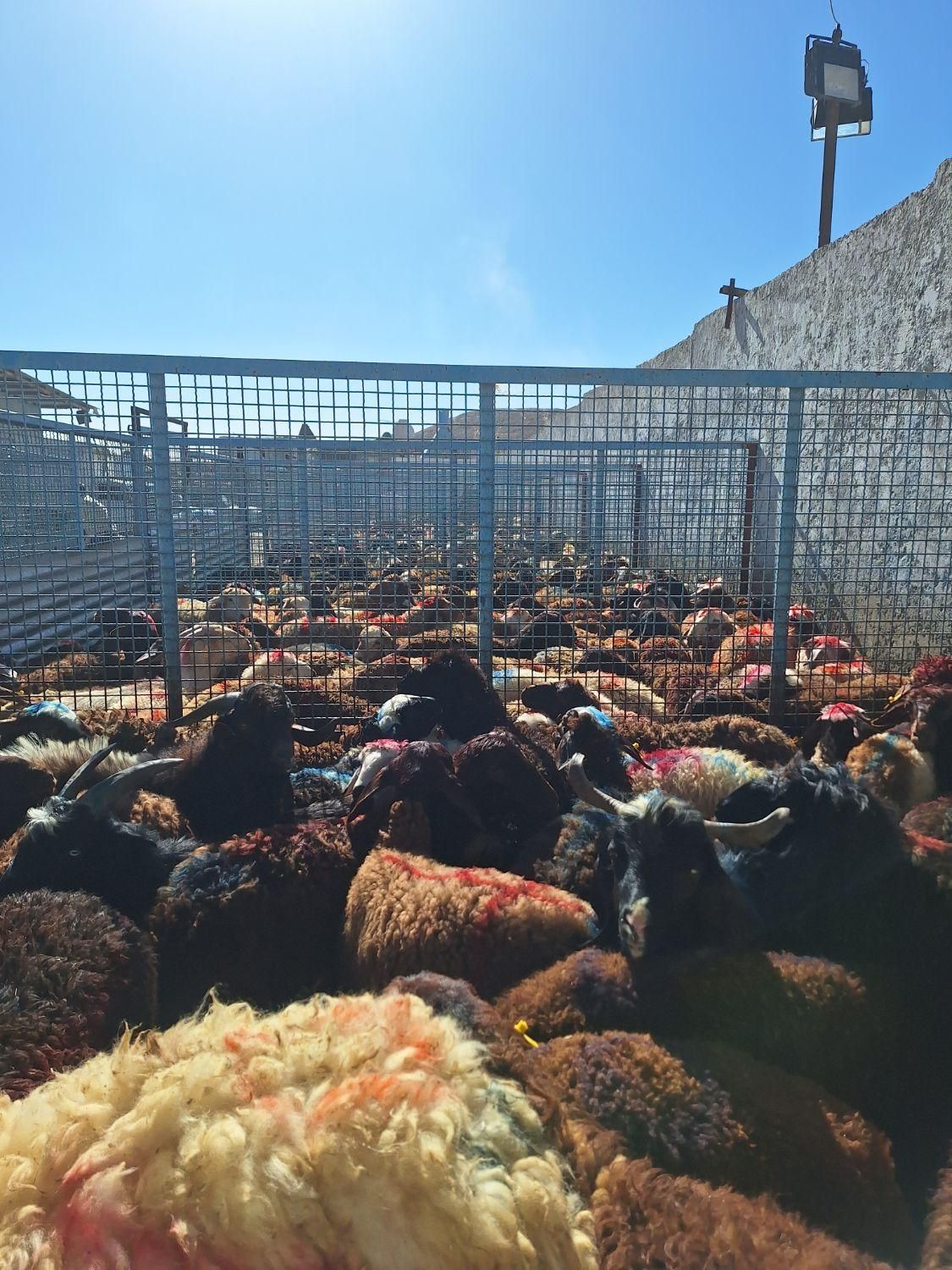 فروش بره گوسفند با هر وزن موجود میباشد|حیوانات مزرعه|شاهینشهر, گزبرخوار|دیوار