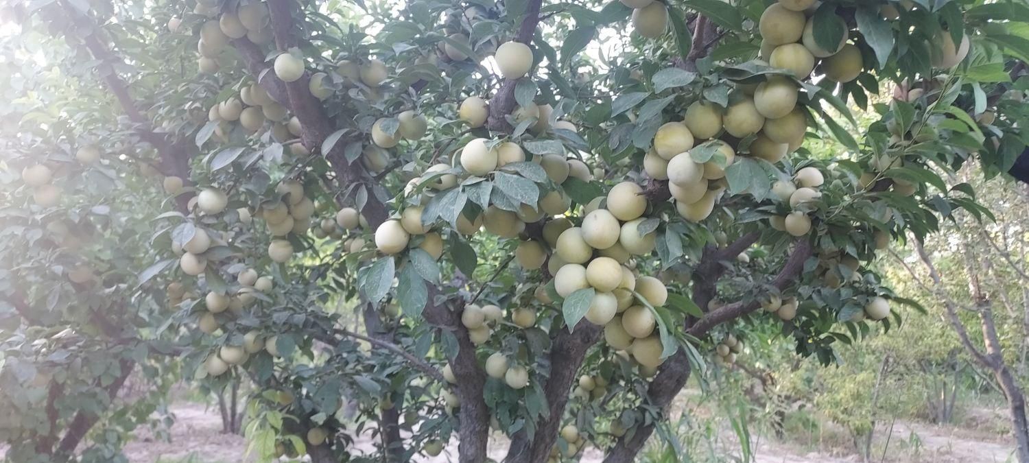 باغ  باغچه شهریار صباشهر|فروش زمین و ملک کلنگی|تهران, شهرک طالقانی|دیوار