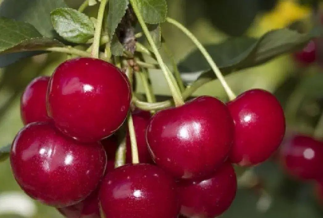 پیشفروش نهال شناسه دار آلبالو گوشواره ای|خدمات باغبانی و درختکاری|آذرشهر, |دیوار