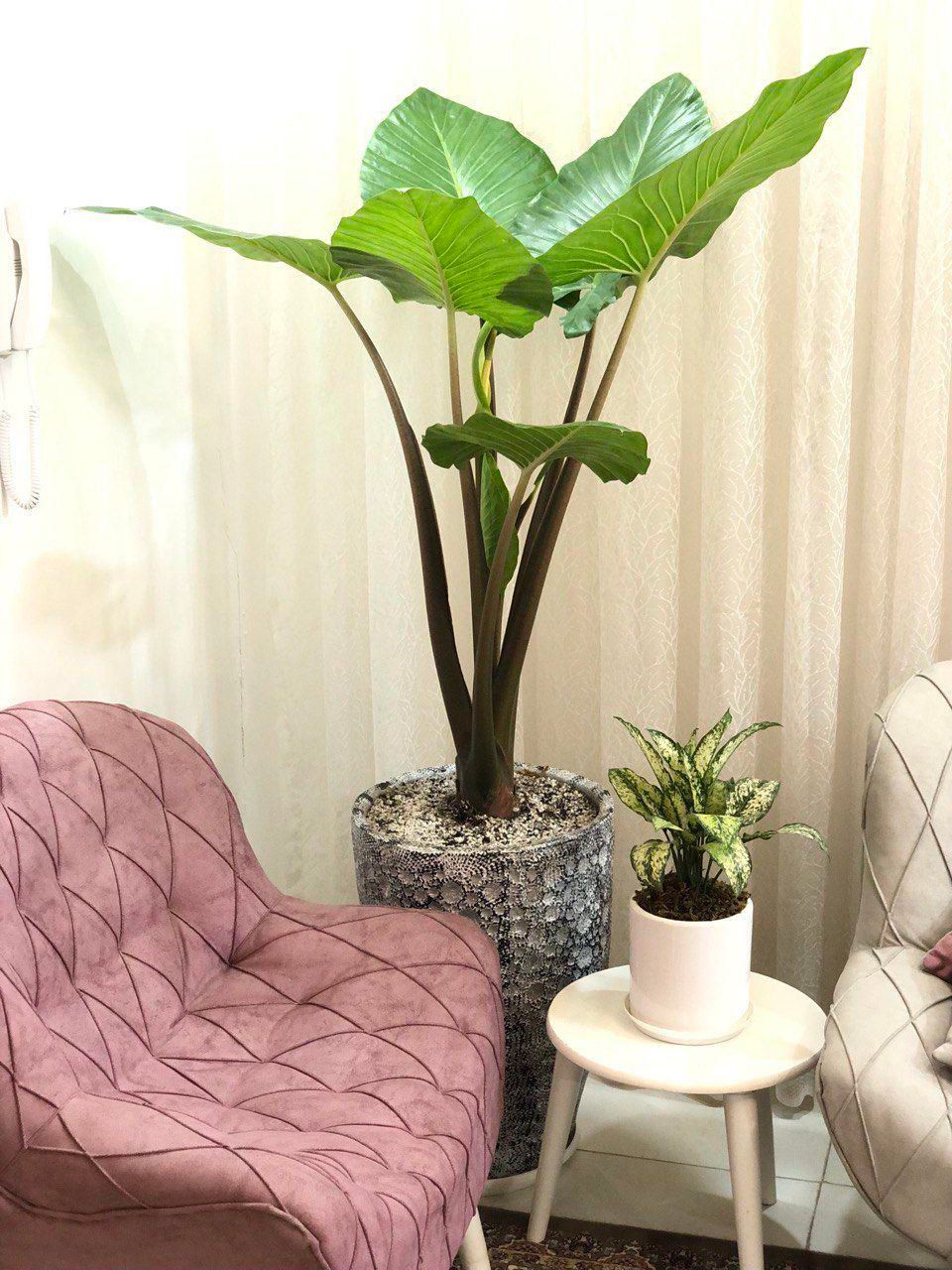 گل وگیاه آپارتمانی باباادم|گل و گیاه طبیعی|مشهد, ایثارگران|دیوار