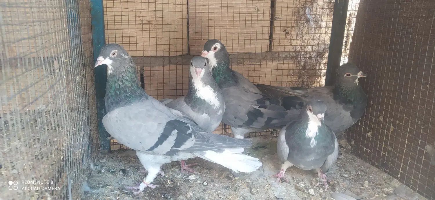 دمگیر|پرنده|اصفهان, امین‌آباد|دیوار