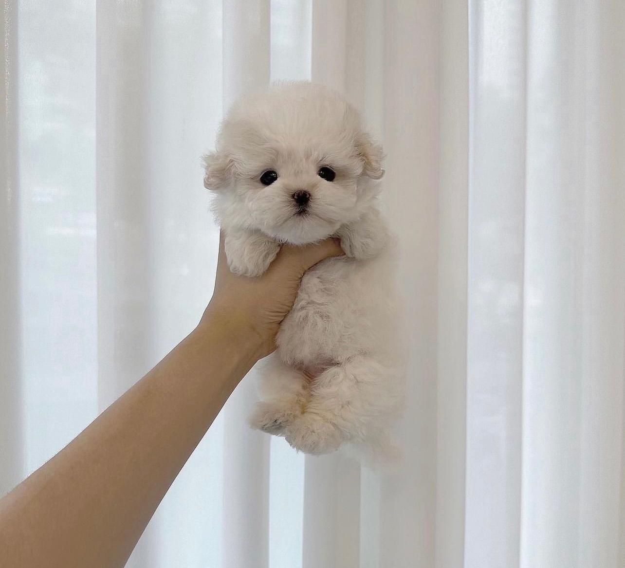 پودل کرمی و برفی تیکاپ|سگ|تهران, جمهوری|دیوار