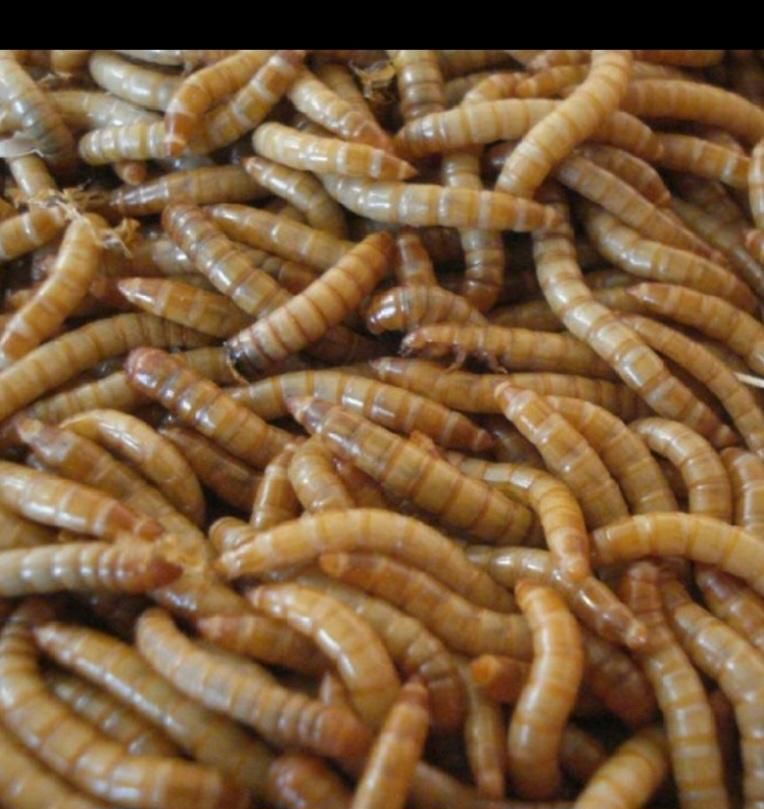 سلام، میلورم زنده ومیلورم خشک|لوازم جانبی حیوانات|میانه, |دیوار