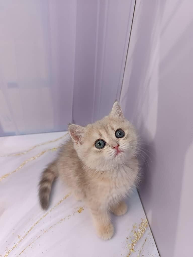 مجموعه بزرگ گربه ها ( پرشین اسکاتیش بریتیش)|گربه|شیراز, دروازه اصفهان|دیوار