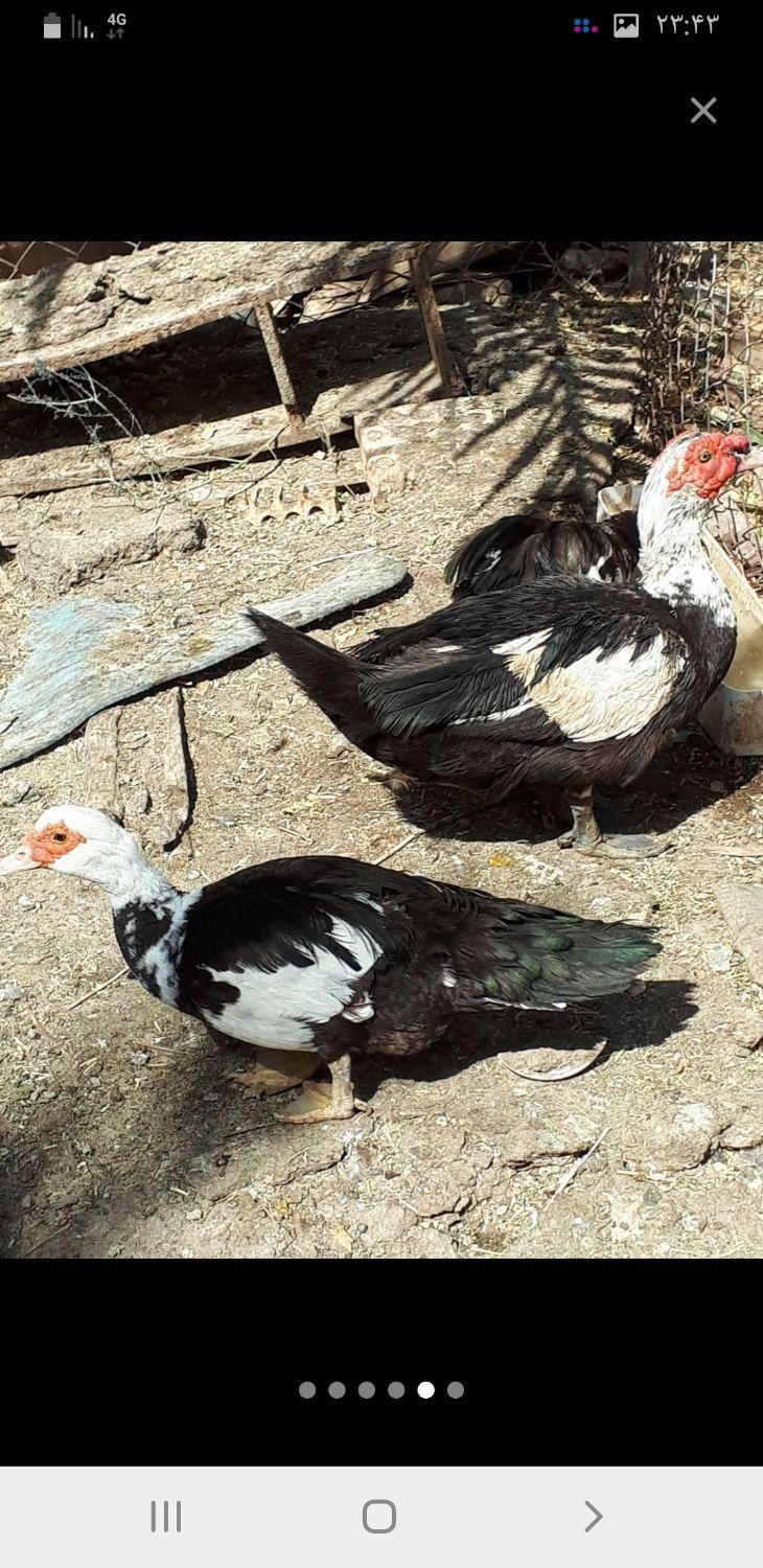 واردک روسی ویه مرغ شاخدار و مرغ|حیوانات مزرعه|خرمشهر, |دیوار