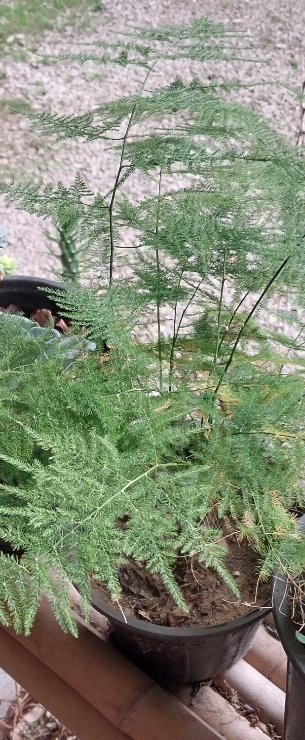 زیبا کده ی گل های طبیعی|حراج|نوشهر, |دیوار