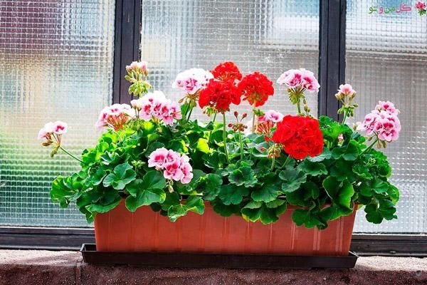 خدمات فضای سبز  ..باغشهری و مجتمع های مسکونی|خدمات باغبانی و درختکاری|شیراز, معالی‌آباد|دیوار