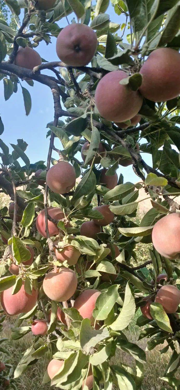 سیب لبنانی قرمزمیانکوه درگزروستای دهشت ک40هزار|خوردنی و آشامیدنی|مشهد, حسابی جنوبی (شهرک غرب)|دیوار