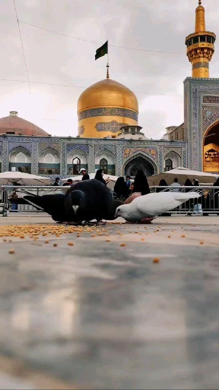 تور هوایی مشهد سه شب اقامت به یاد ماندنی|تور و چارتر|اصفهان, باغ زرشک|دیوار