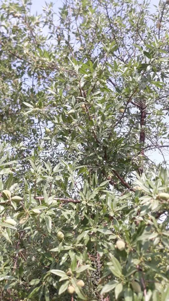باغچه ۳۰۰متری درقزوین|فروش زمین و ملک کلنگی|کرج, برغان|دیوار