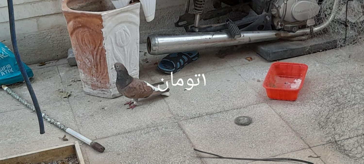باسلام یک‌ عدد ماده گلین کاکل ویک عددنرسیمونی|پرنده|اصفهان, شاهزید|دیوار