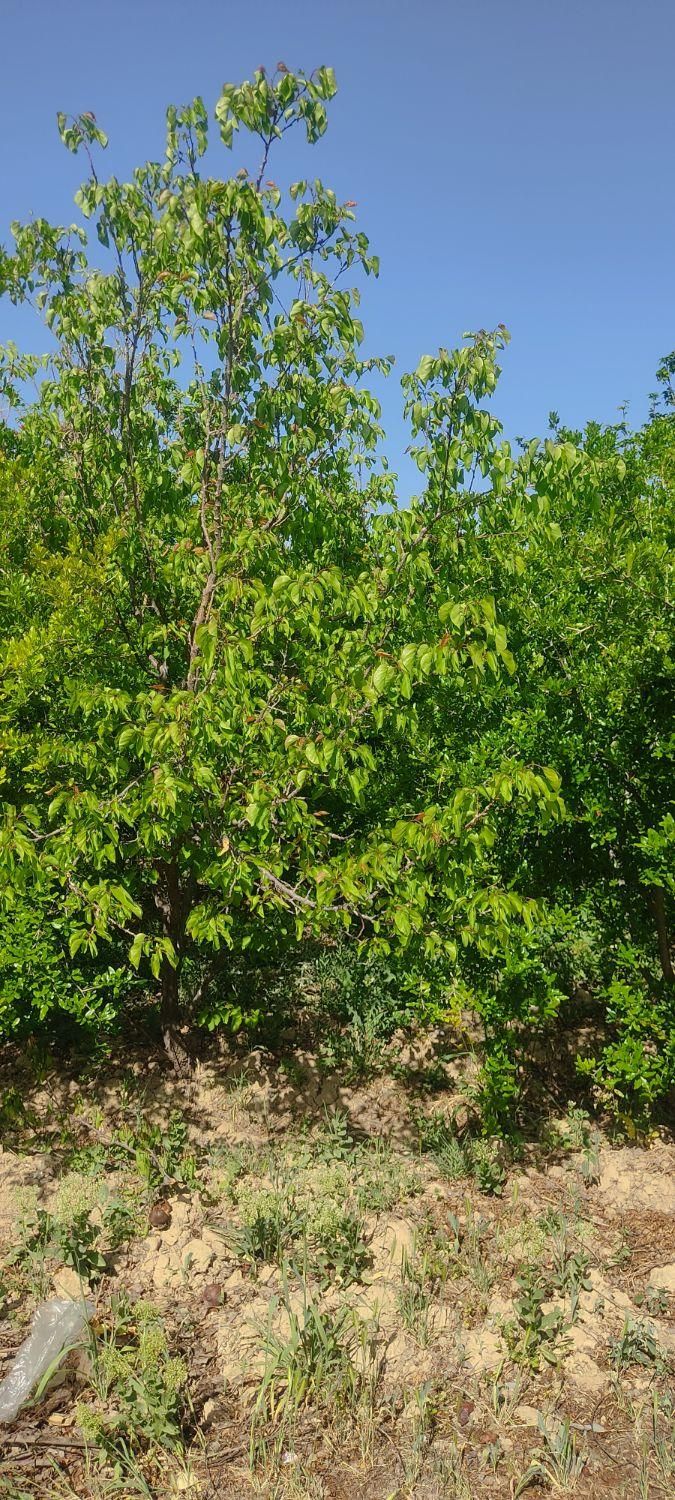 باغچه گیجه سبز|فروش دفتر صنعتی، کشاورزی، تجاری|قم, عمار یاسر|دیوار