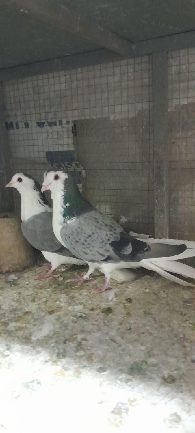 ۲جفت دستگردی|پرنده|اصفهان, برزان|دیوار