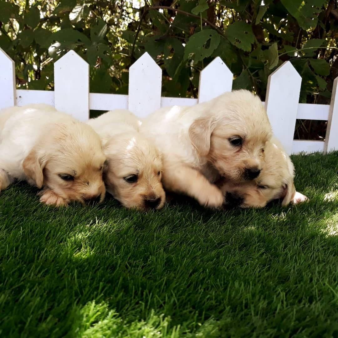 گلدن رتریور اصیل|سگ|رشت, لاکانی|دیوار