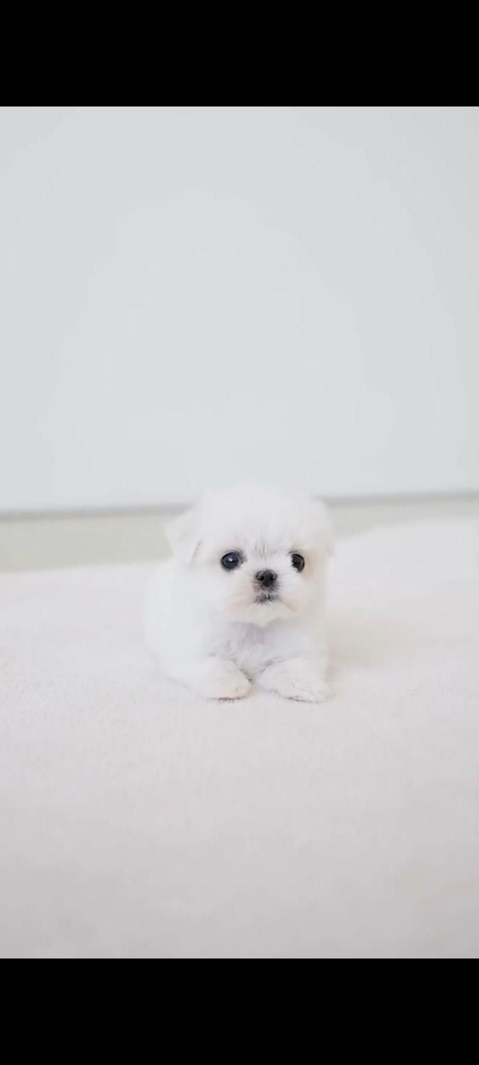 توله سگ جیبی عروسکی مالتیز|سگ|تهران, جنت‌آباد جنوبی|دیوار