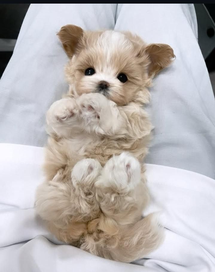 توله سگ مالتی پو (مالتیز+پودل)|سگ|تهران, جنتآباد جنوبی|دیوار