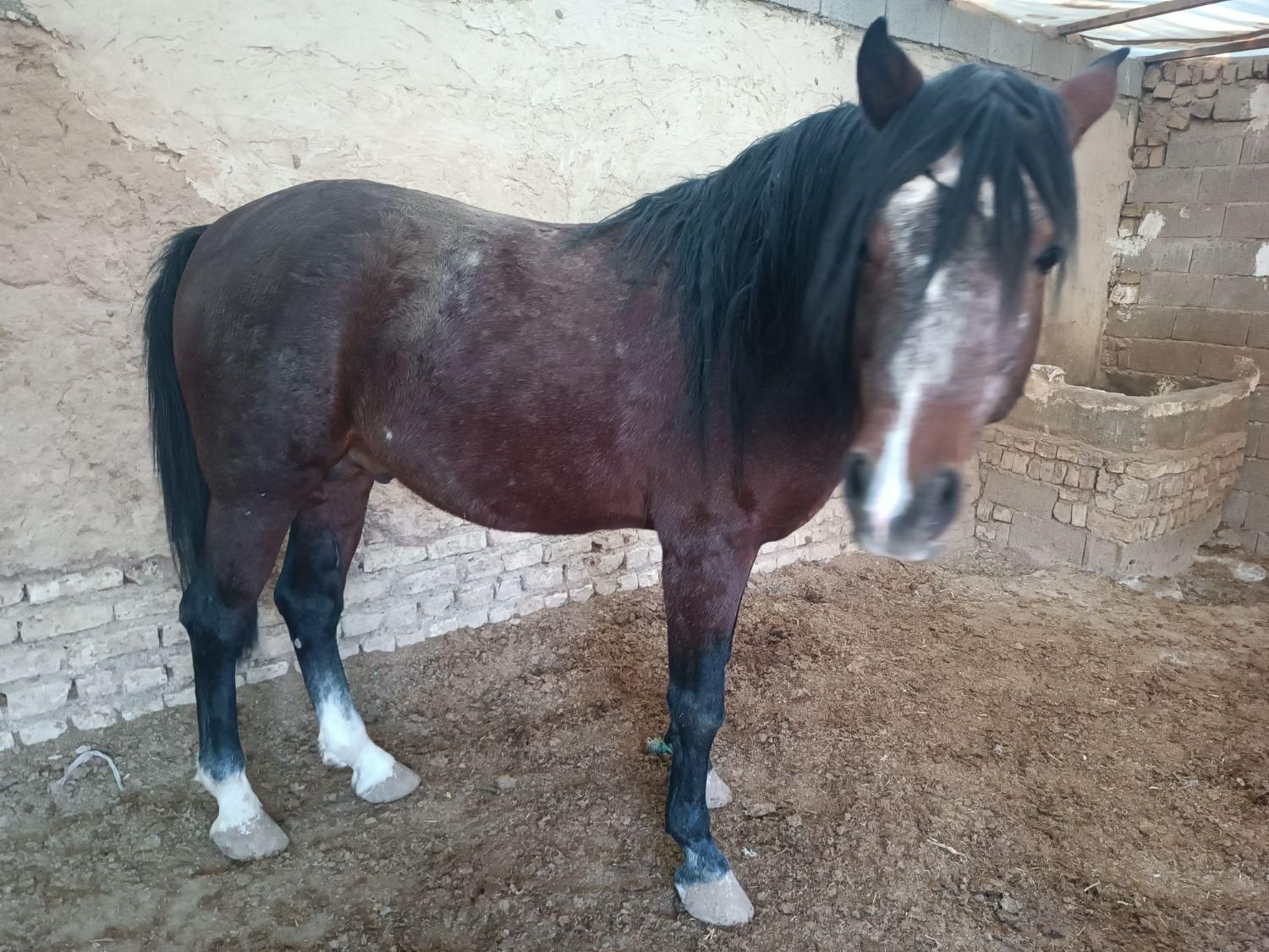 کارگر دامداری|استخدام صنعتی، فنی، مهندسی|کرج, کمال‌شهر|دیوار