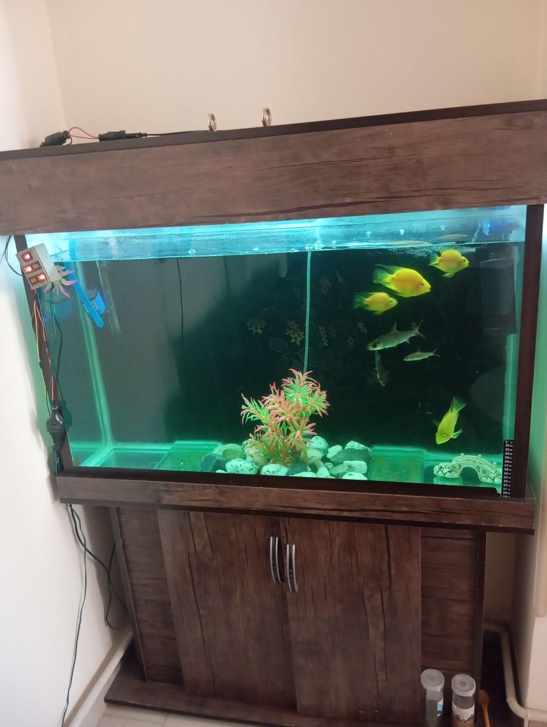 آکواریوم به همراه ماهی|ماهی|مشکین‌دشت, |دیوار