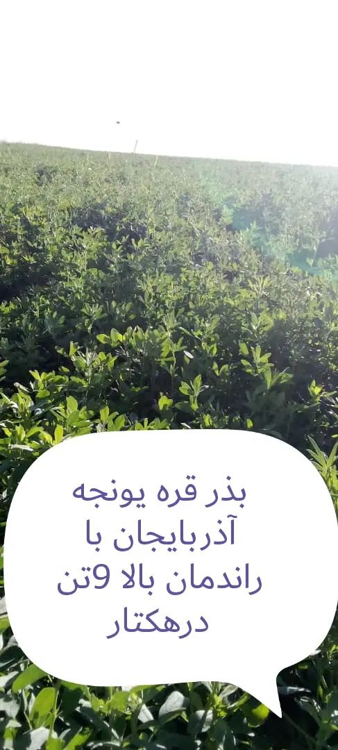 بذر قره یونجه آذربایجان با راندمان بالا|خدمات باغبانی و درختکاری|اهواز, آریاشهر|دیوار