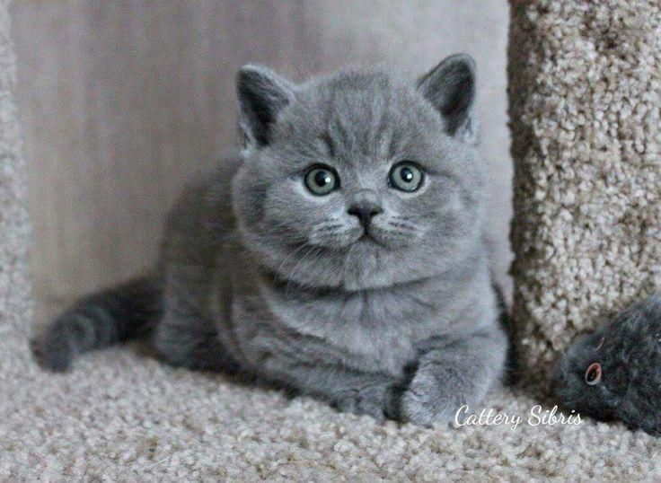 گربه های اشرافی iran cats|گربه|رشت, بازار|دیوار