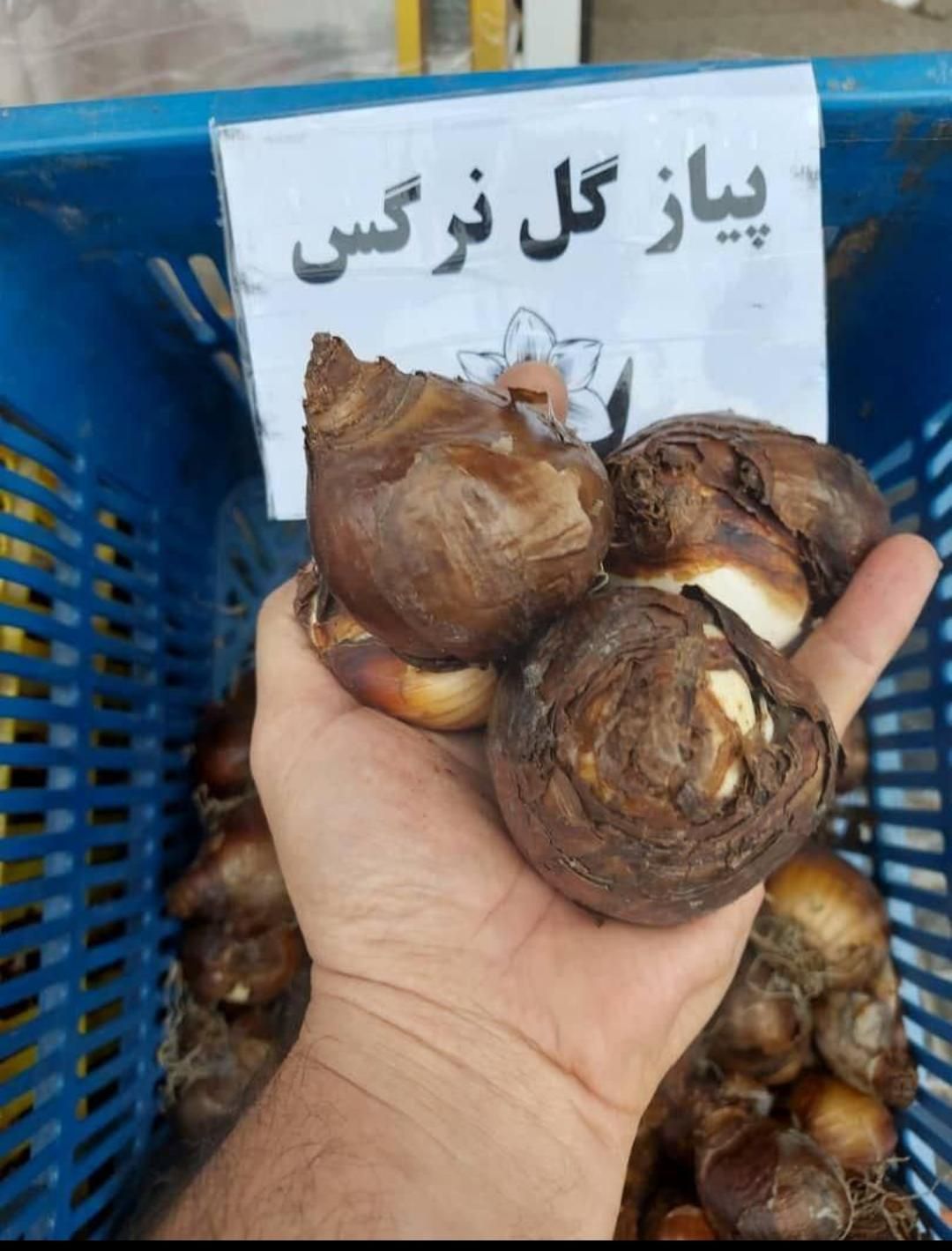 پیاز گل نرگس|خدمات باغبانی و درختکاری|اصفهان, کوی امام|دیوار