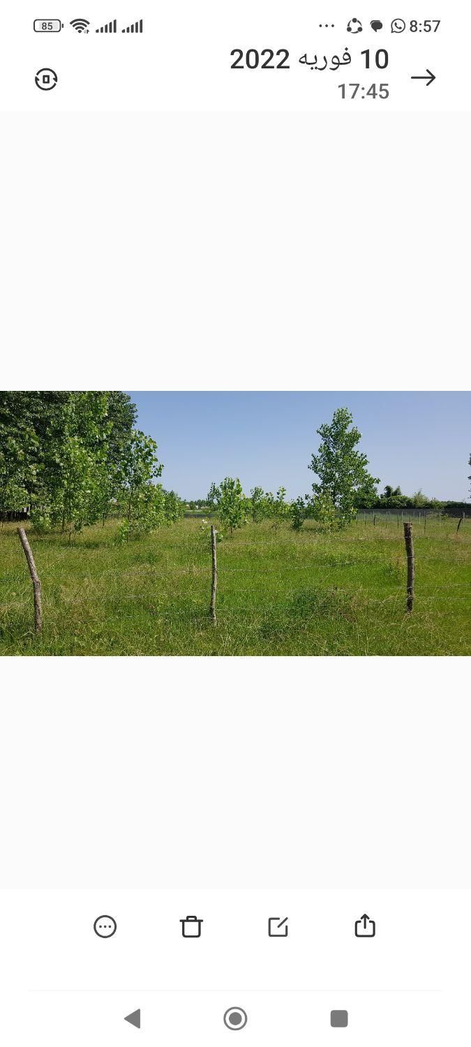 فروش زمین ۱۵۰۰ متری واقع درروستای نوخاله جعفری|فروش زمین و ملک کلنگی|تولم شهر, |دیوار