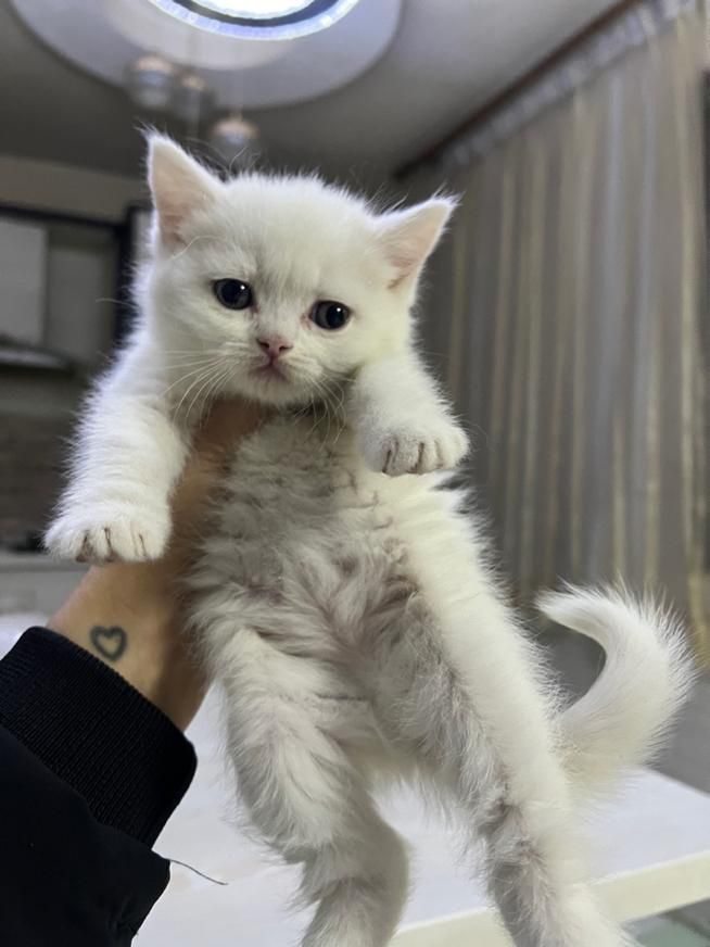 گربه پسر و دختر (شمیرانی کت)|گربه|کرج, گوهردشت|دیوار