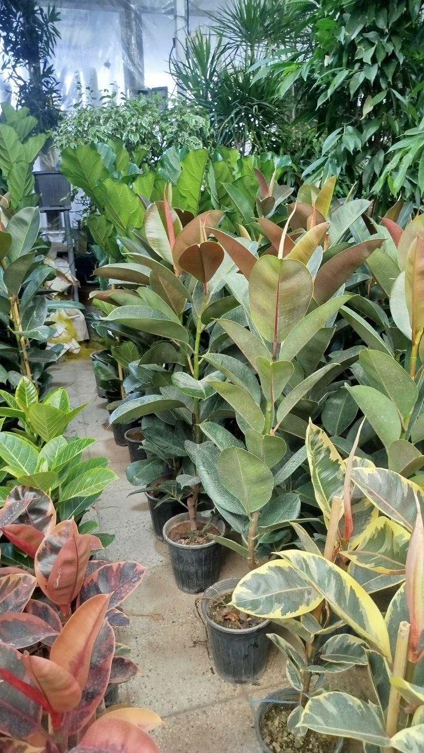 خدمات تخصصی باغبانی در محل شما|خدمات باغبانی و درختکاری|تهران, فلسطین (میدان انقلاب)|دیوار