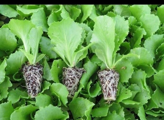 انواع نشا|خدمات باغبانی و درختکاری|سنندج, |دیوار