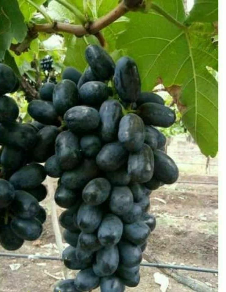 توزیع و تولید نهال گلدانی انگور بلک سیلدیس|خدمات باغبانی و درختکاری|سیرجان, |دیوار