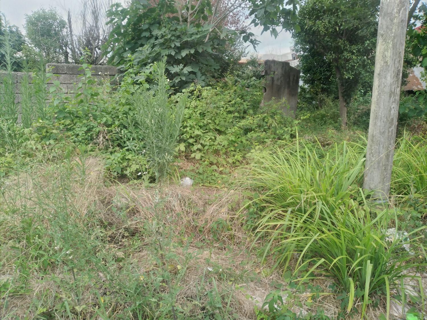 علف زنی زمین باغ با دستگاه|خدمات باغبانی و درختکاری|لنگرود, |دیوار