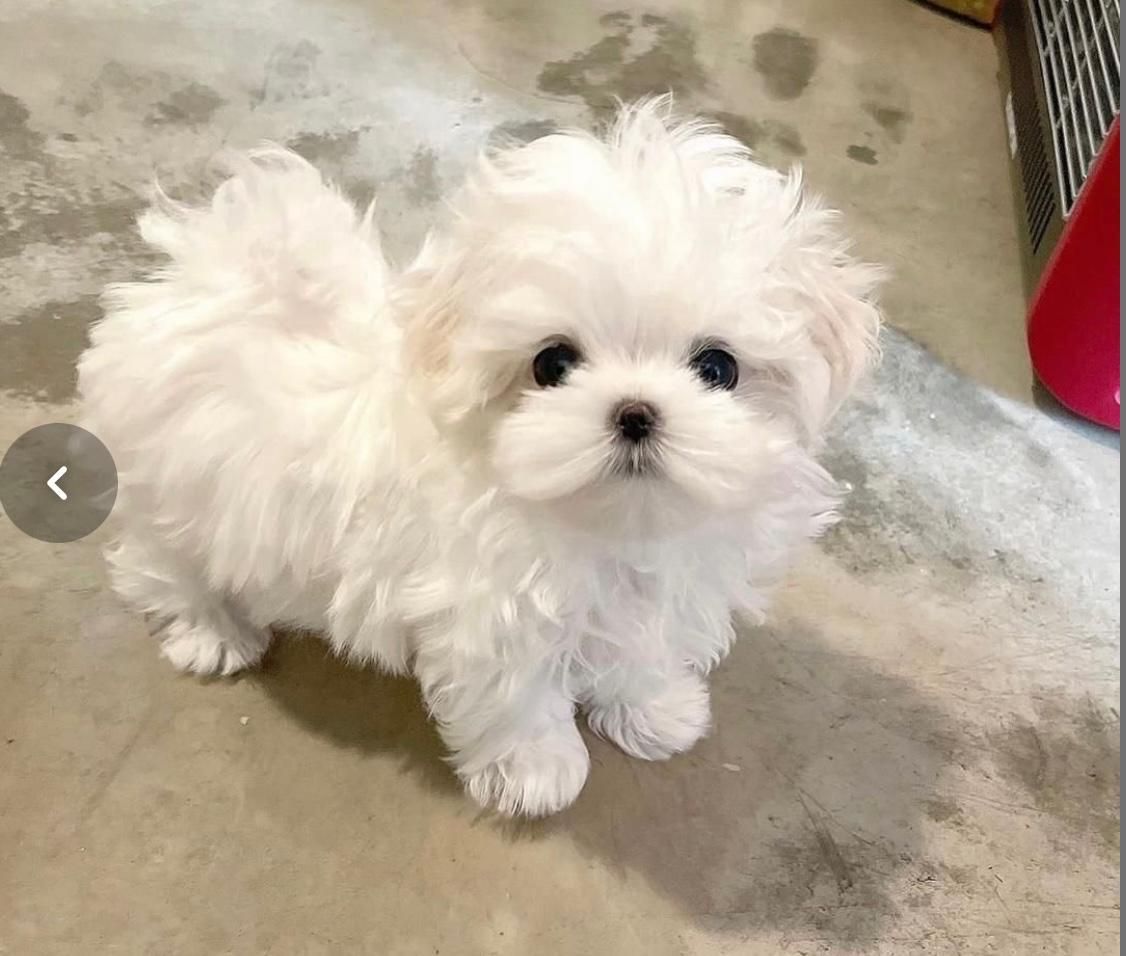 توله سگ های آپارتمانی|سگ|شیراز, اصلاحنژاد|دیوار