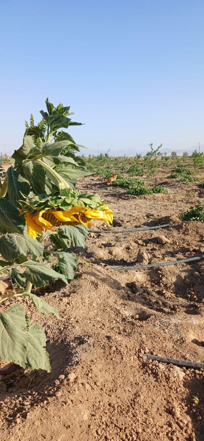 باغ ۵۰۰ متری درخت کاری شده|فروش زمین و ملک کلنگی|ساروق, |دیوار