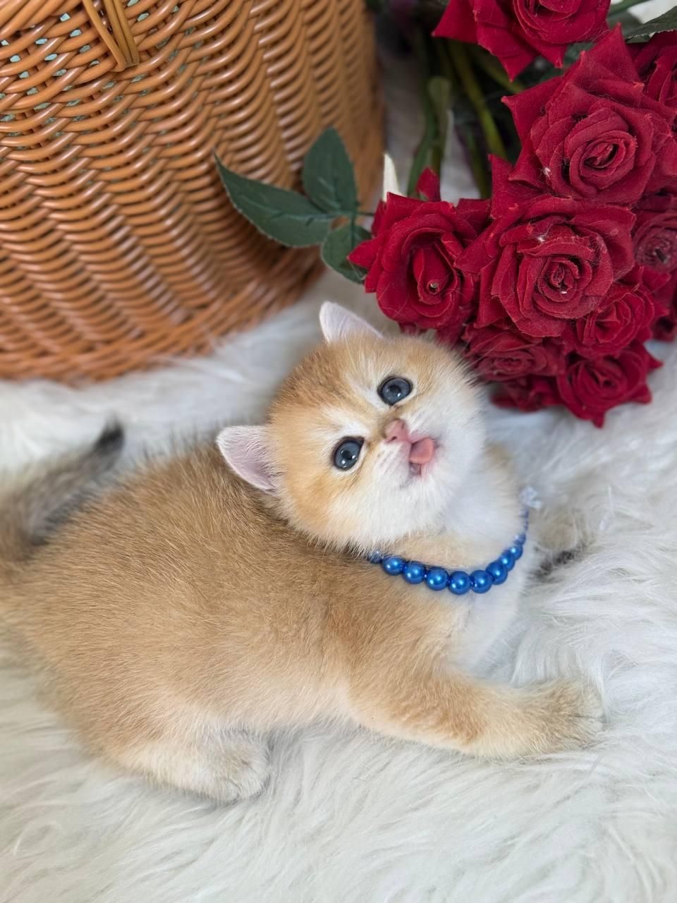 مجموعه گربه های اهواز ایران کتز|گربه|اهواز, زیتون کارمندی|دیوار