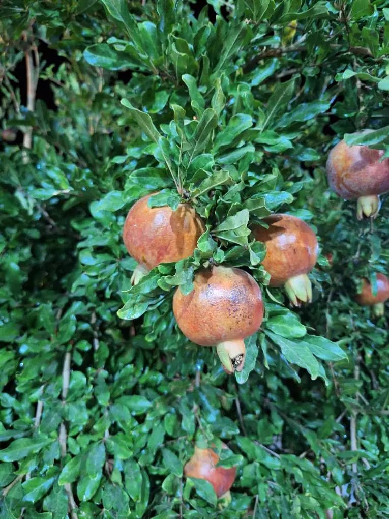 فروش زمین تجاری ومسکونی روستای زیاد آباد ارسنجان|فروش زمین و ملک کلنگی|ارسنجان, |دیوار