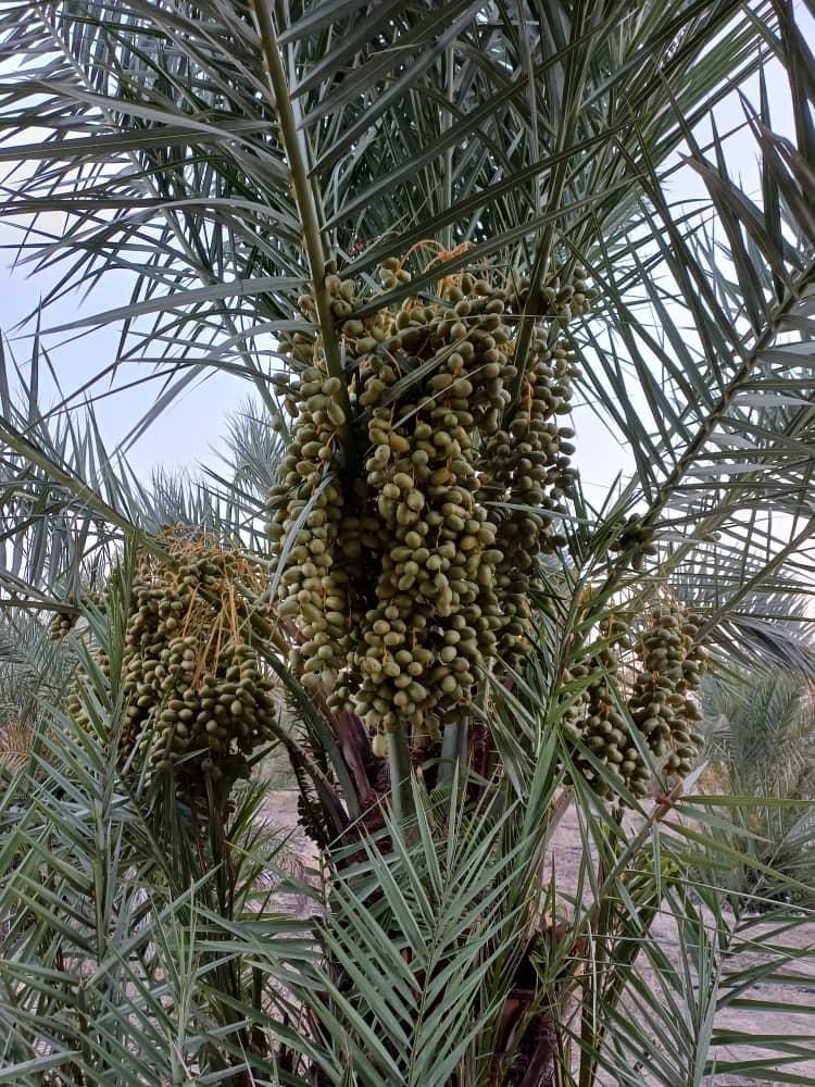 فروش ۲۰ هکتار نخلستان سند ثبتی بین شوشتر اهواز|فروش دفتر صنعتی، کشاورزی، تجاری|اهواز, ملاشیه|دیوار