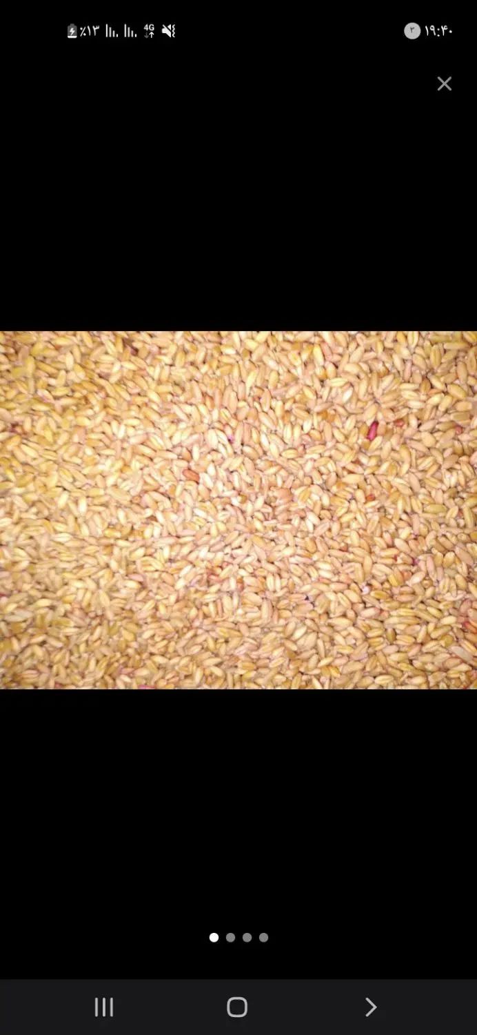 بذر تمیز بوجاری شده کیسه زده آماده|حیوانات مزرعه|مشهد, ابوذر|دیوار