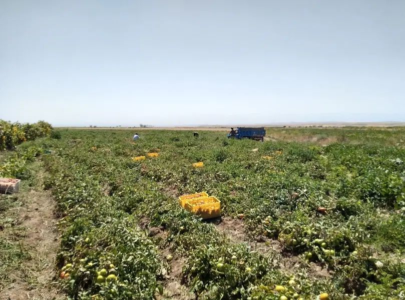 ابگیری گوجه|خوردنی و آشامیدنی|مشهد, پنجتن|دیوار
