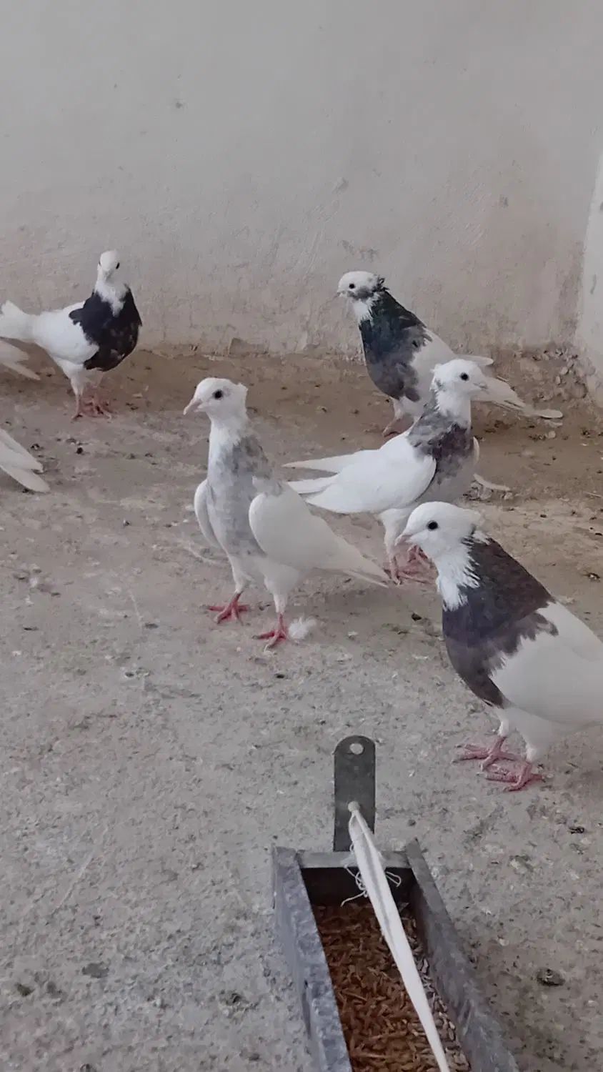 ۱۰ عدد طوقی|پرنده|اصفهان, شهرستان|دیوار
