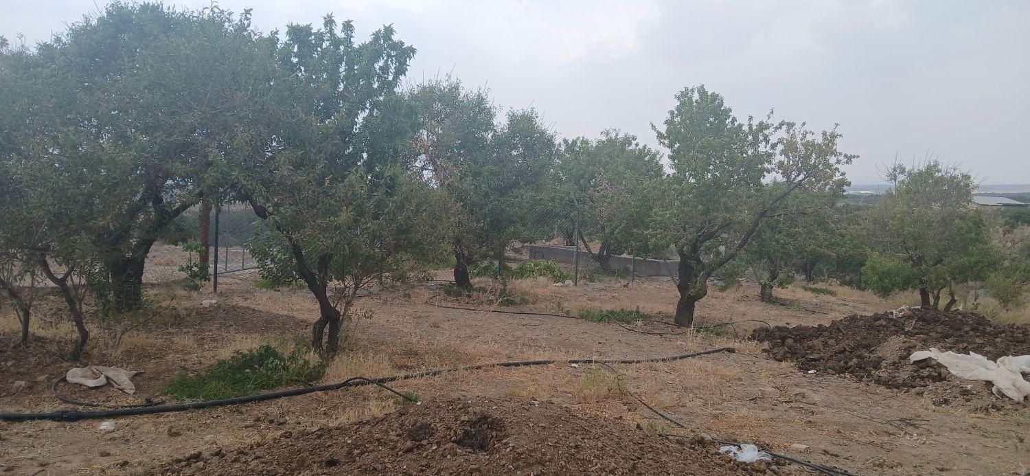 ۱۰۰۰ متر باغ با فنس محصور شده|فروش دفتر صنعتی، کشاورزی، تجاری|سامان, |دیوار