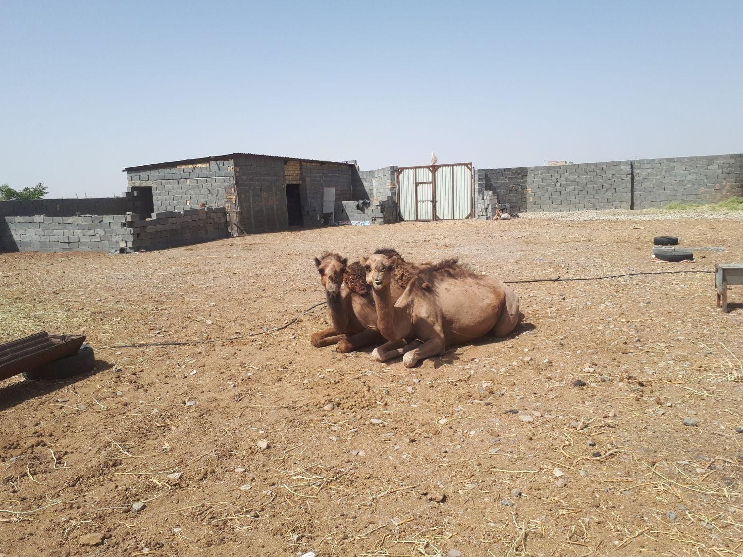 تصویر 4