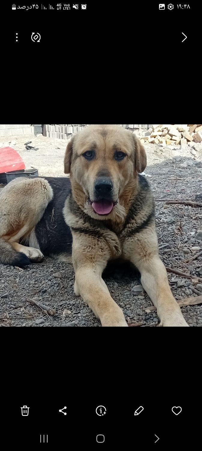 دزدیده شدن از فیرورق|حیوانات|خوی, |دیوار