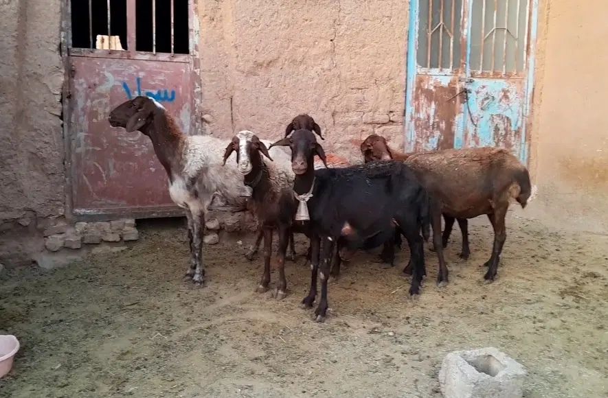 ۶ راس میش داشتی و ۴ راس بره ریز قلم پشم شیر|حیوانات مزرعه|نیشابور, شهرک فرهنگیان|دیوار